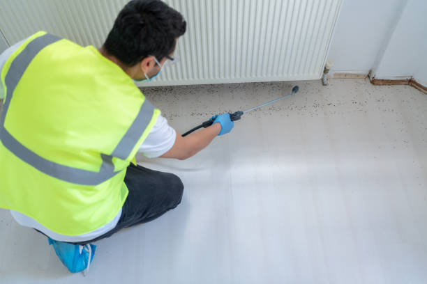 Best Termite Inspection and Treatment  in Medina, WA